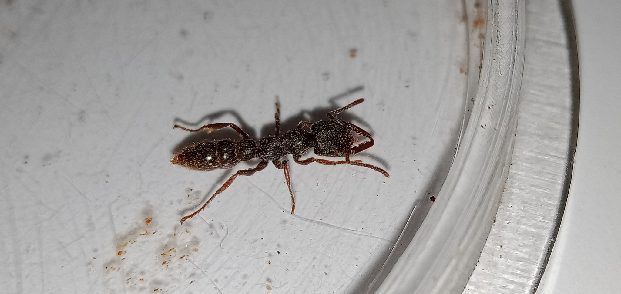 Stigmatomma bellii