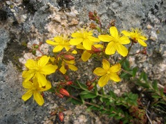 Hypericum australe