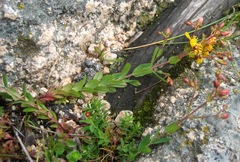 Hypericum australe