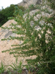 Asparagus albus