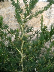 Asparagus albus