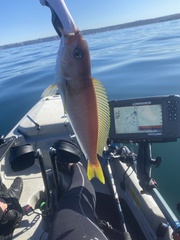 Caulolatilus princeps