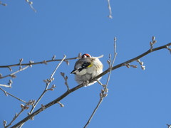 Carduelis carduelis
