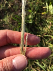 Bothriochloa laguroides