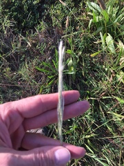Bothriochloa laguroides