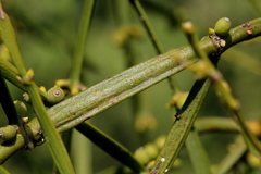 Viscum combreticola
