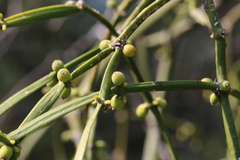 Viscum combreticola