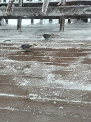 Junco