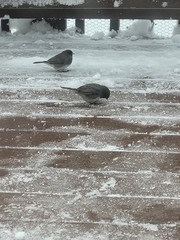 Junco