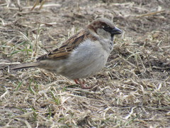 Passer domesticus