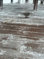 Junco