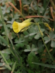 Oxalis pes-caprae