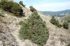 Juniperus polycarpos