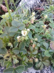 Potentilla sterilis