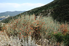 Ephedra procera