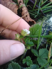 Potentilla sterilis
