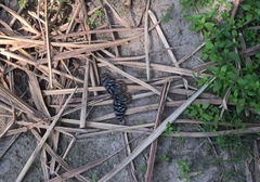 Tirumala septentrionis