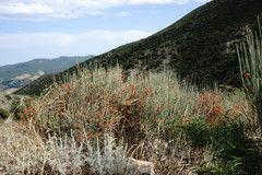 Ephedra procera