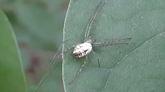 Mangora spiculata