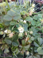 Potentilla sterilis