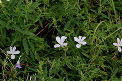 Barleria pretoriensis