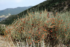 Ephedra procera