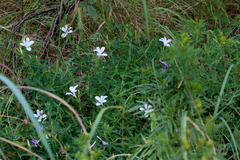 Barleria pretoriensis