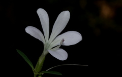 Barleria pretoriensis