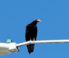 Cathartes burrovianus