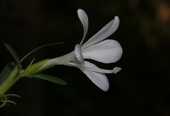 Barleria pretoriensis