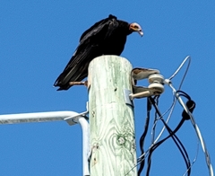 Cathartes burrovianus