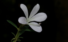 Barleria pretoriensis