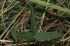 Barleria pretoriensis
