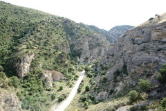 Juniperus polycarpos