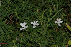 Barleria pretoriensis