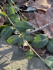Vinca minor