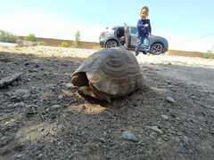 Testudo graeca