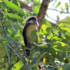 Cercopithecus ascanius schmidti