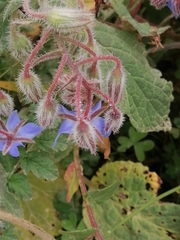 Borago officinalis