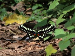 Papilio lormieri
