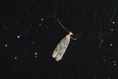 Homosetia marginimaculella