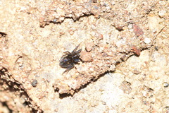 Titanoeca quadriguttata