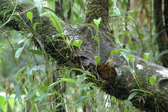 Pleurothallis ruscifolia