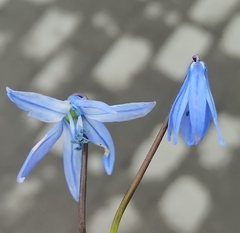 Scilla siberica