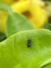 Cephalotes pusillus