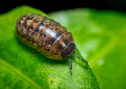 Armadille commune