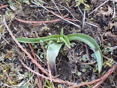 Anacamptis pyramidalis