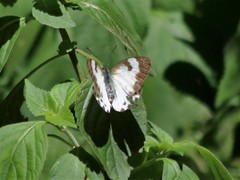 Belenois gidica abyssinica