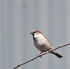 Passer domesticus