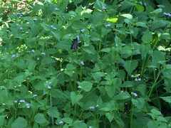 Tirumala septentrionis